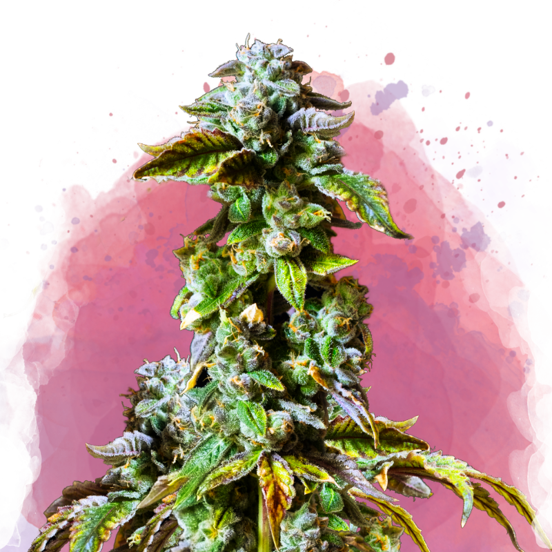Durban Poison Feminized - Nirvana USA