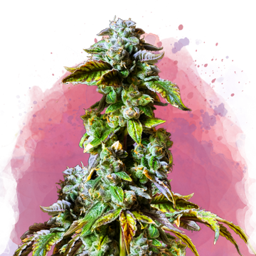 Durban Poison Feminized - Nirvana USA