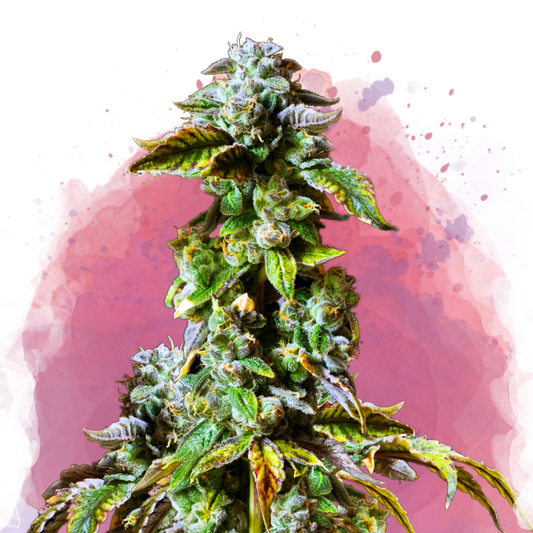Durban Poison Feminized - Nirvana USA