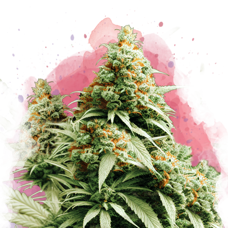 Exodus Cheese Feminized