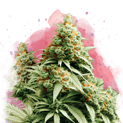 Exodus Cheese Feminized