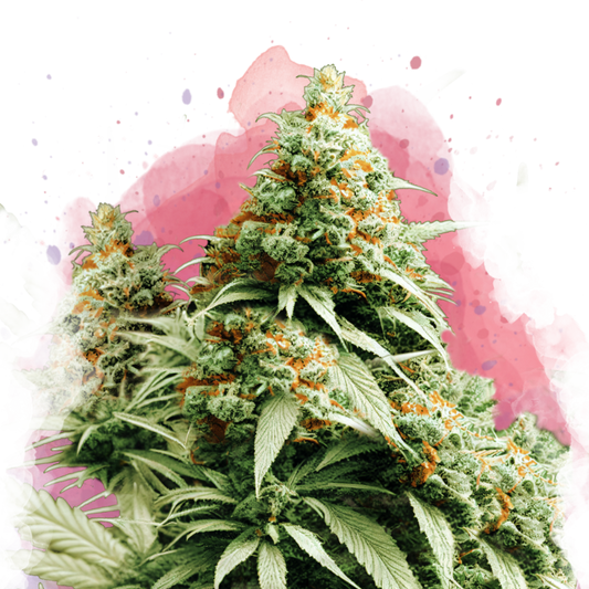 Exodus Cheese Feminized