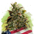 Gelato Autoflower - Nirvana USA