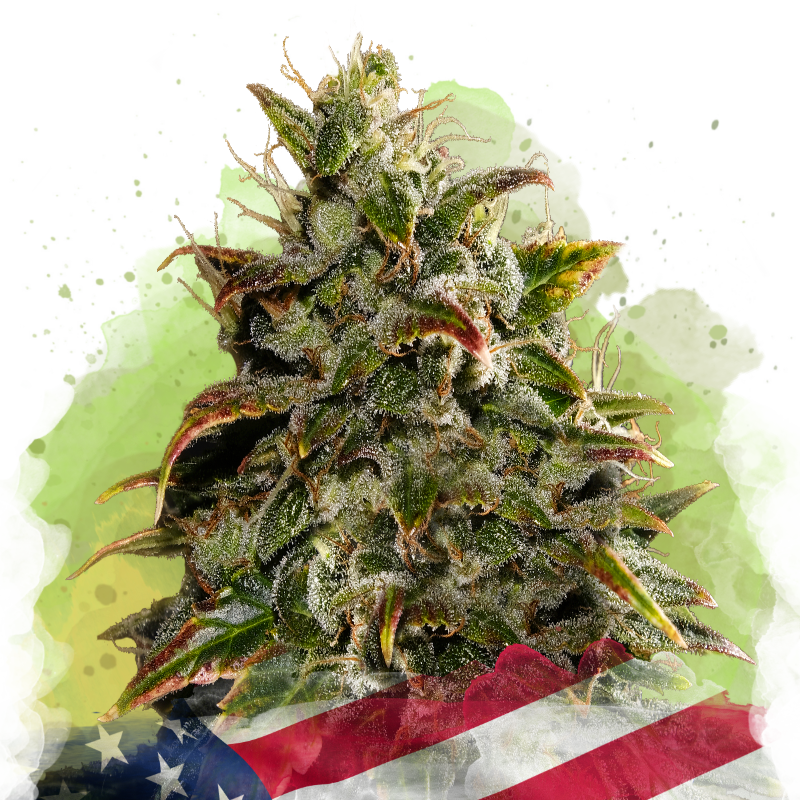 Gelato Autoflower - Nirvana USA