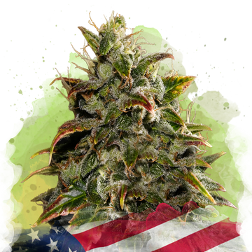 Gelato Autoflower - Nirvana USA