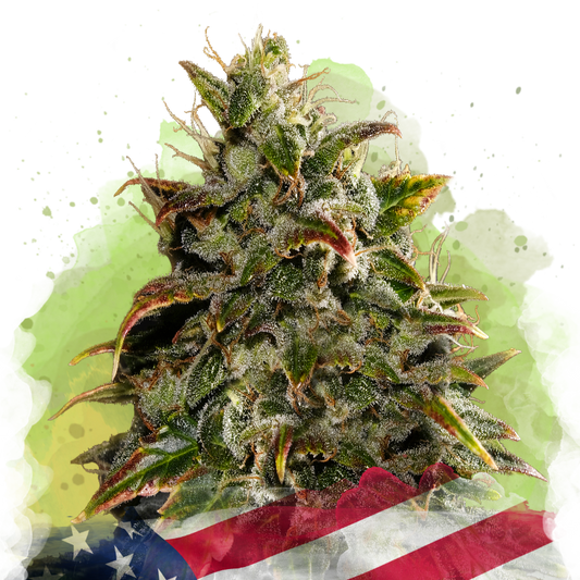 Gelato Autoflower - Nirvana USA