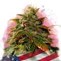 Gelato Feminized