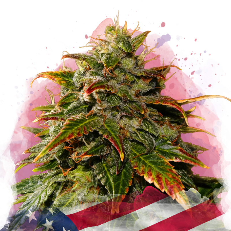 Gelato Feminized