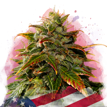 Gelato Feminized