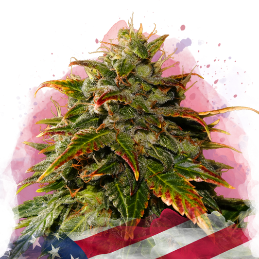 Gelato Feminized