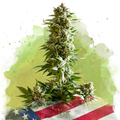 Girl Scout Cookies Autoflower