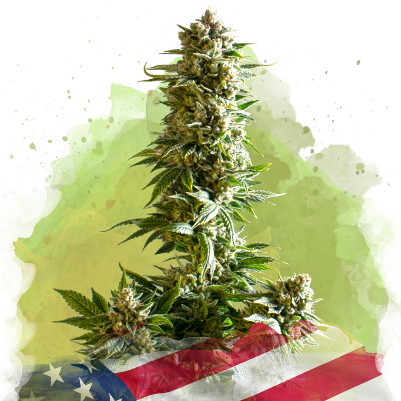 Girl Scout Cookies Autoflower