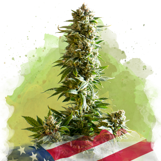 Girl Scout Cookies Autoflower