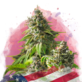 Girl Scout Cookies Feminized - Nirvana USA