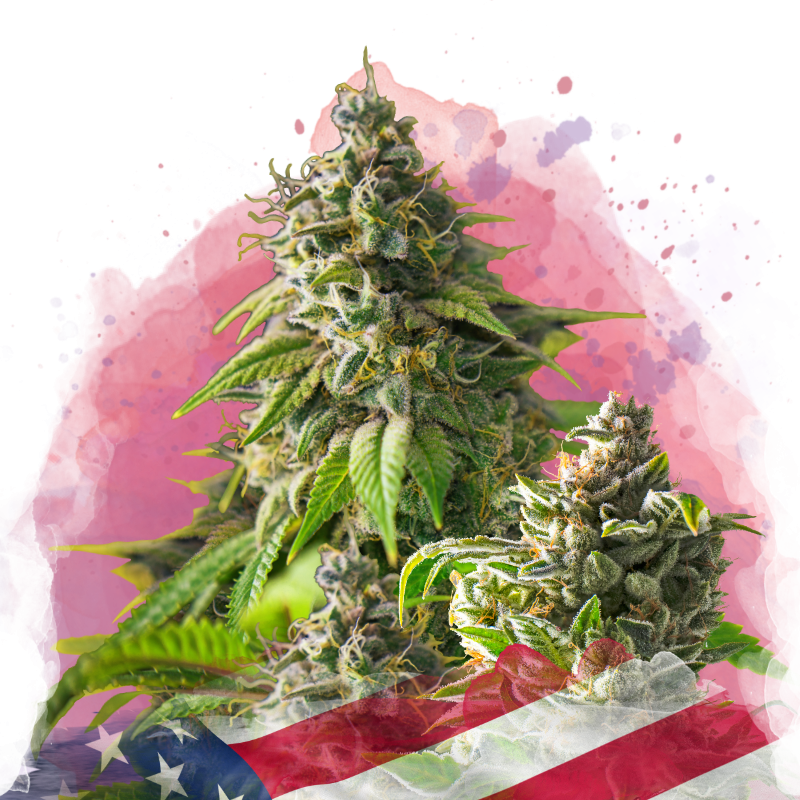 Girl Scout Cookies Feminized - Nirvana USA