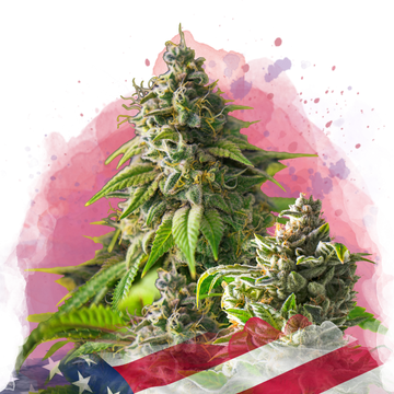 Girl Scout Cookies Feminized - Nirvana USA