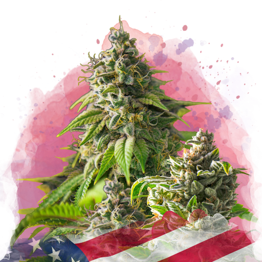 Girl Scout Cookies Feminized - Nirvana USA
