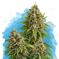 Girl Scout Cookies Regular
