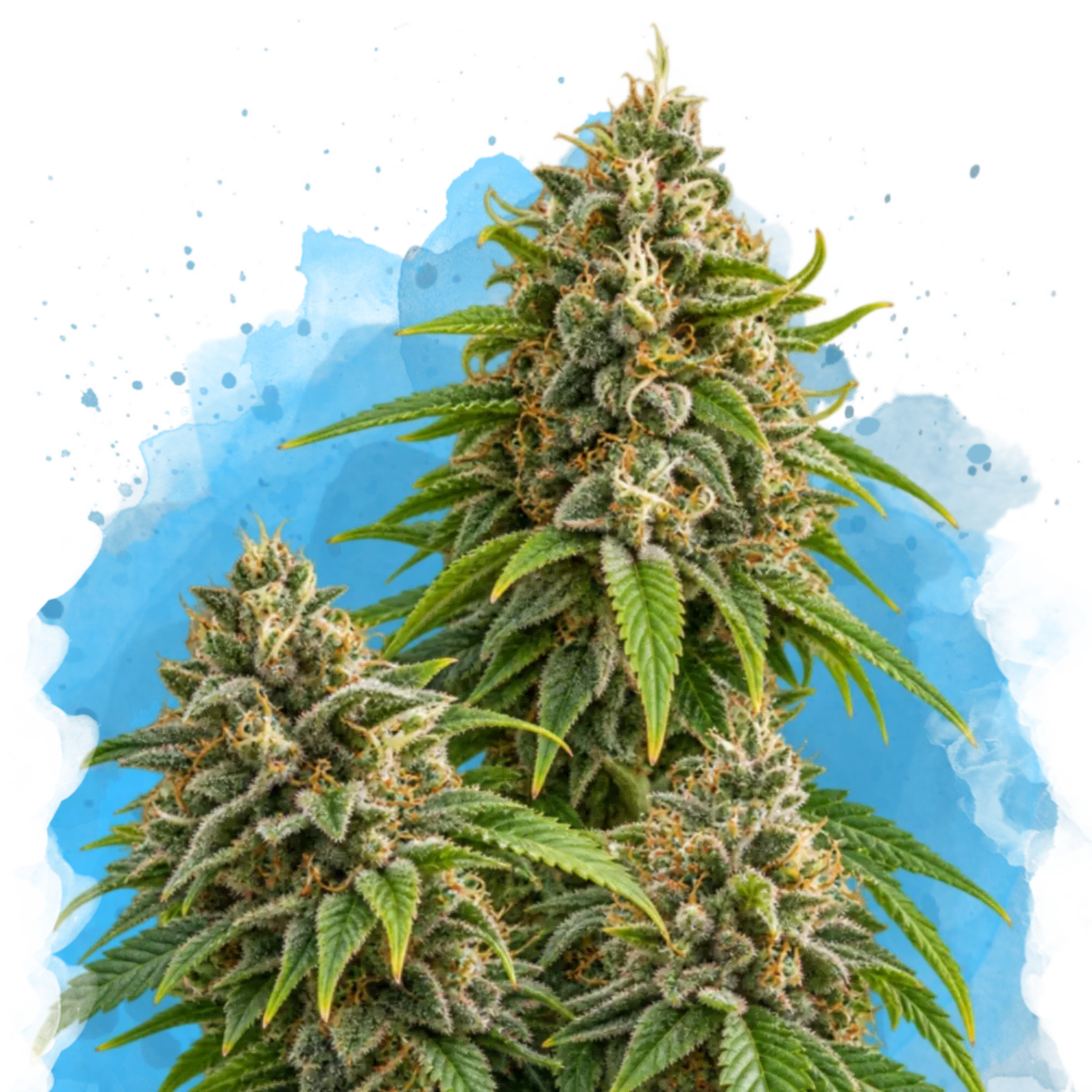 Girl Scout Cookies Regular