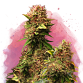 Granddaddy Purple Feminized