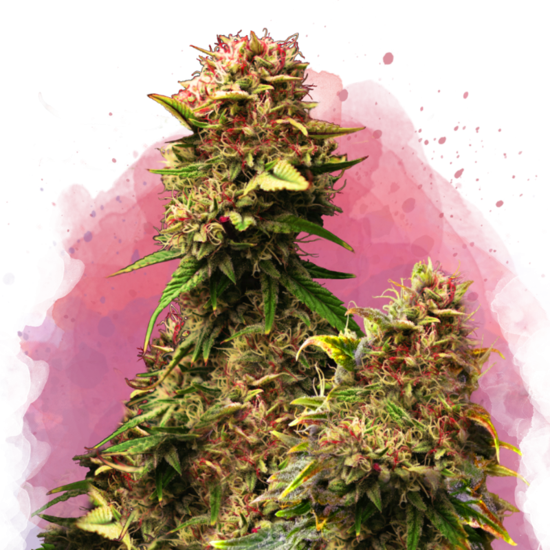 Granddaddy Purple Feminized