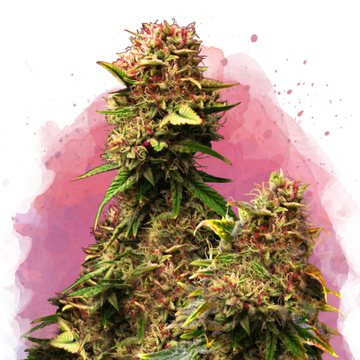 Granddaddy Purple Feminized