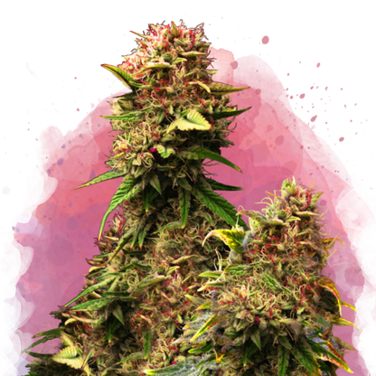 Granddaddy Purple Feminized