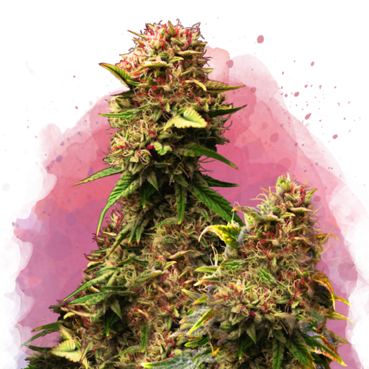 Granddaddy Purple Feminized