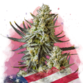 Grease Monkey Feminized
