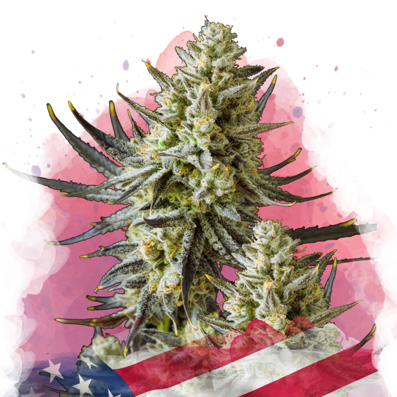 Grease Monkey Feminized