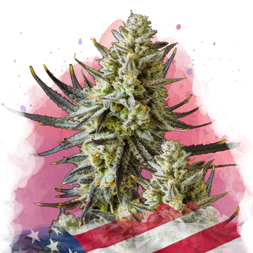 Grease Monkey Feminized