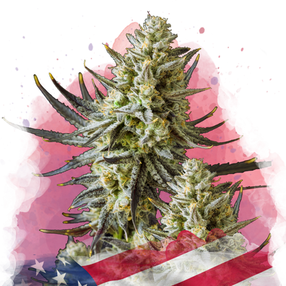 Grease Monkey Feminized