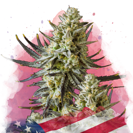 Grease Monkey Feminized