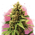 Great White Shark Feminized