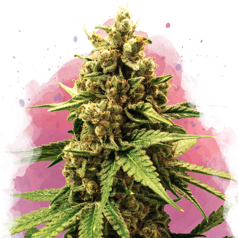 Great White Shark Feminized