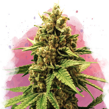 Great White Shark Feminized