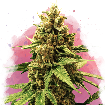Great White Shark Feminized