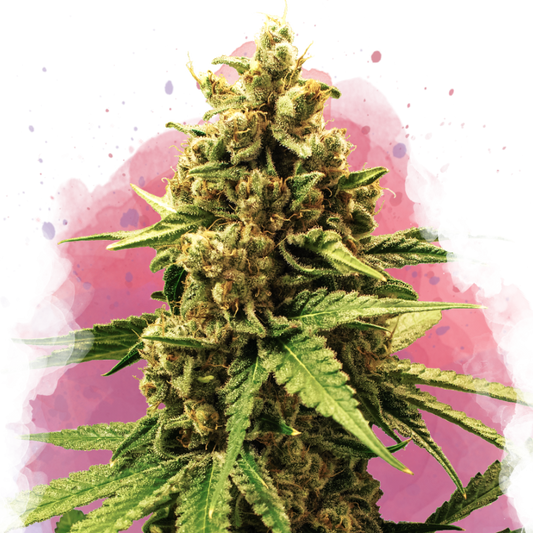 Great White Shark Feminized