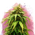 Green Crack Feminized