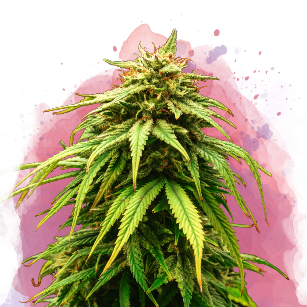 Green Crack Feminized