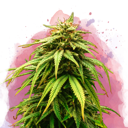 Green Crack Feminized
