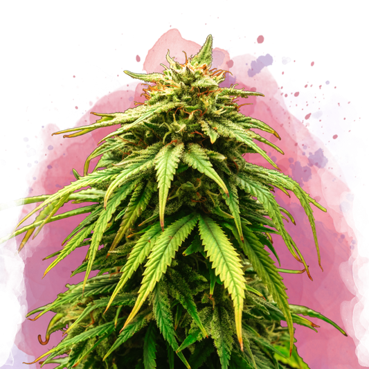 Green Crack Feminized