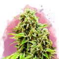 Green Poison Feminized - Nirvana USA