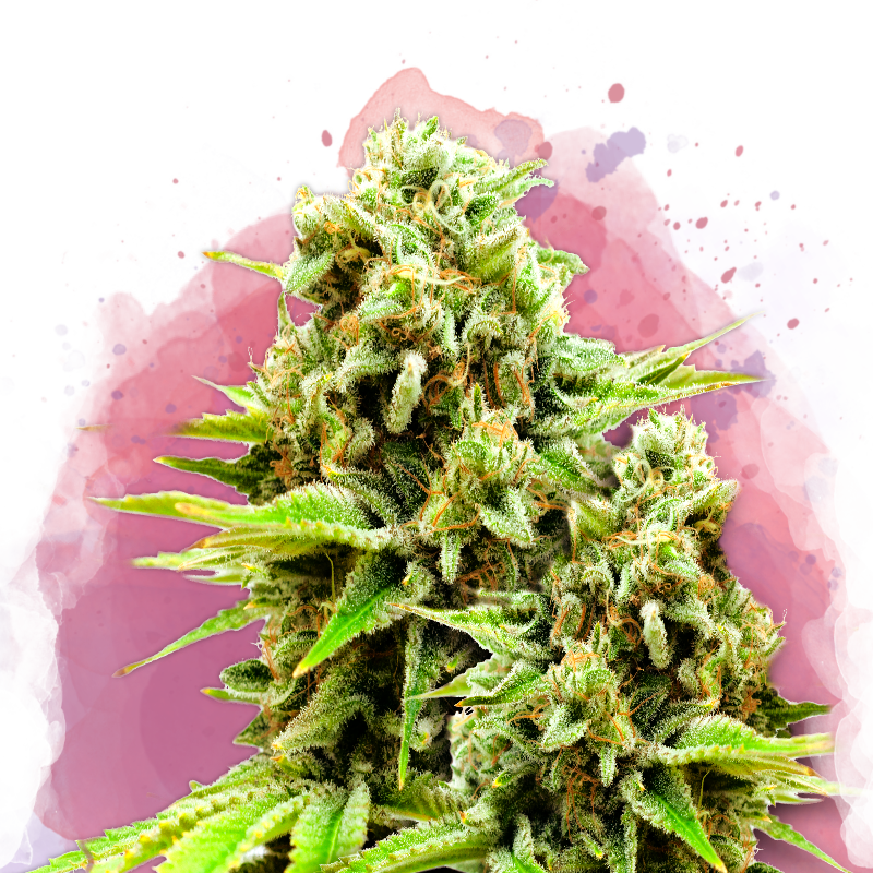 Green Poison Feminized - Nirvana USA