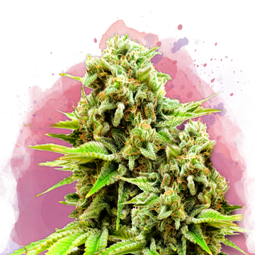 Green Poison Feminized - Nirvana USA