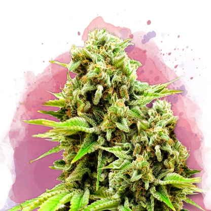 Green Poison Feminized - Nirvana USA