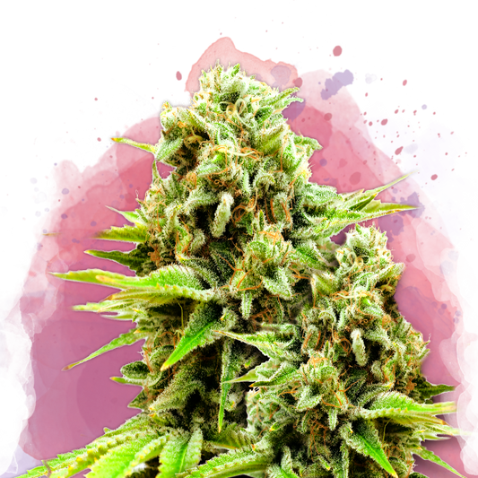Green Poison Feminized - Nirvana USA