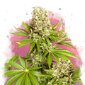 Hawaii Maui Waui Feminized