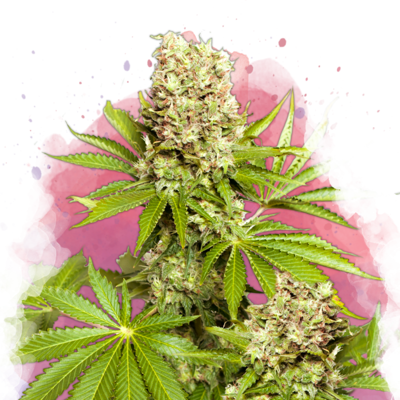 Hawaii Maui Waui Feminized