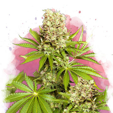 Hawaii Maui Waui Feminized
